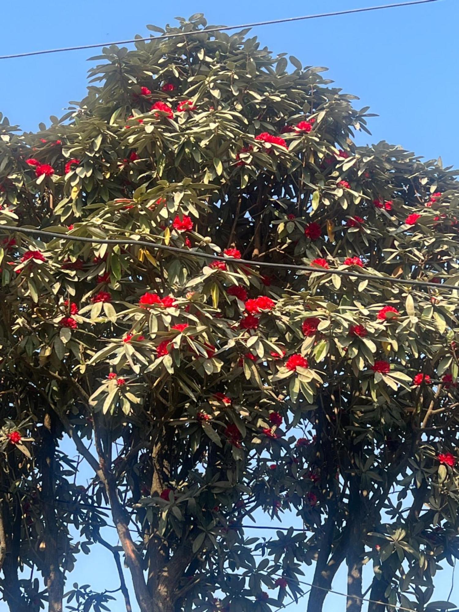 Nagarkot Resort Pvt. Ltd Bagian luar foto